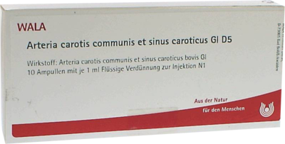 ARTERIA CAROTIS COMMUNIS et sin.carot.GL D 5 Amp.