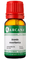 ARUNDO mauritanica LM 13 Dilution