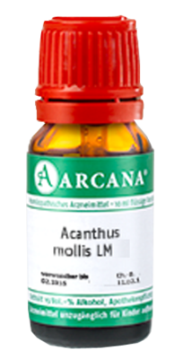 ACANTHUS mollis LM 3 Dilution