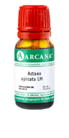 ACTAEA SPICATA LM 120 Dilution