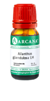 AILANTHUS GLANDULOSA LM 11 Dilution