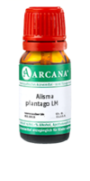 ALISMA plantago LM 36 Dilution